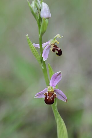 Bienen-Ragwurz (Ophrys apifera). In NRW im Bestand gefährdet (Rote Liste NRW 2020)