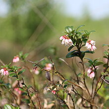 Preiselbeere (Vaccinium vitis-idaea)