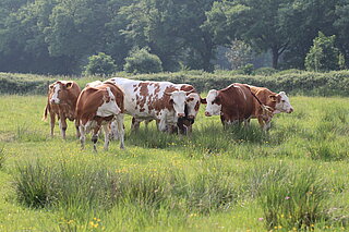 Extensive feuchte Rinderweide.