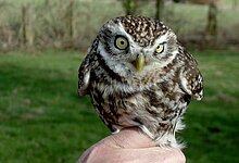 Steinkauz auf Hand (M. Olthoff)