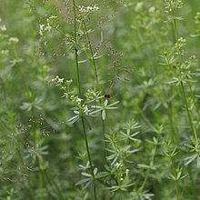 Weißes Labkraut (Galium album)