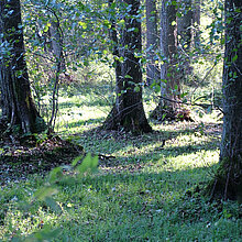 Erlen-Eschen-Auwald (Pruno-Fraxinetum)