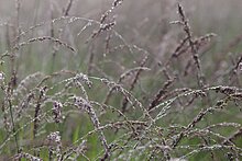 Pfeifengras (Molinia caerulea)