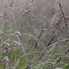Pfeifengras (Molinia caerulea)