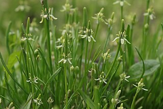 Mäuseschwänzchen (Myosurus minimus). In NRW im Bestand gefährdet (Rote Liste NRW 2020).