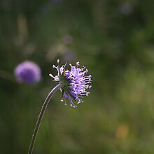 Teufelsabbiss (Succisa pratensis)