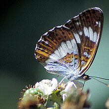 Kleiner Eisvogel (Limenitis camilla)