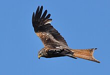 Fliegender Rotmilan, seitlich (M. Olthoff)