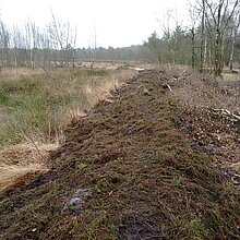 Maßnahmen am Torfstich 1: Heide-Mahdgutübertragung mit Ehrenamtlichen im Januar 2017 (Erosionsschutz Torfdamm, Optimierung Lebensraum Kreuzotter).