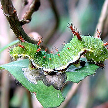 Raupe - Kleiner Eisvogel (Limenitis camilla)