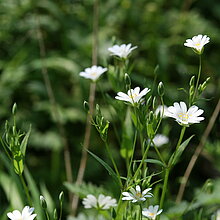 Echte Sternmiere (Stellaria holostea)