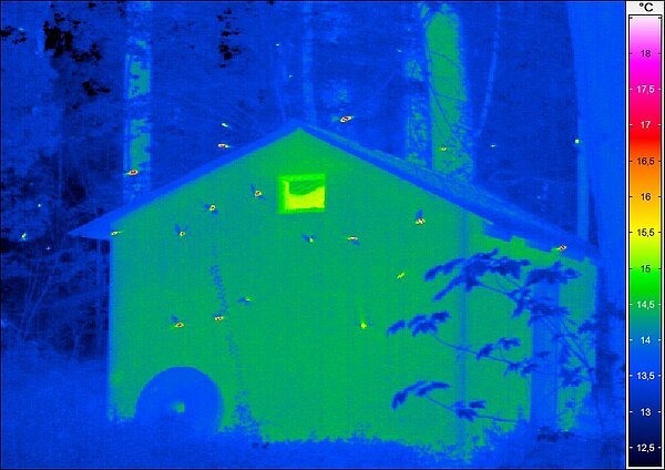 Schwärmende Fledermäuse im Wärmebild.