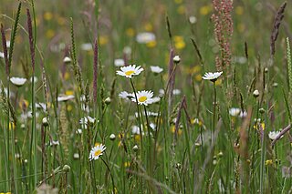 NSG Tierkarten bei Nordkirchen im Frühsommer: Glatthaferwiese mit der Kennart Wiesen-Margerite (Leucanthemum vulgare). Die Margerite blüht im Frühsommer und wird mit dem ersten Schnitt ab Juni geerntet.