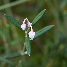 Rosmarinheide (Andromeda polifolia)