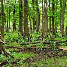 Die Traubenkirschen-Erlen-Eschenwälder im NSG stehen auf bis zu 1,5 m hohen Stelzwurzeln und zeigen das Ausmaß der Entwässerung und Bodensenkung in der Heubachniederung. Der abgebildete Bestand wird von den Wildpferden beweidet.