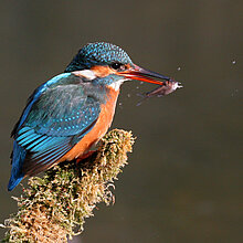 Eisvogel (Alcedo atthis).