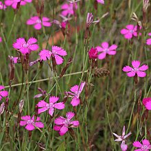 Heide-Nelke (Dianthus deltoides)