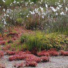 Das Torfmoos Sphagnum papillosum im Süskenbrocksmoor