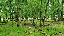Die Dülmener Wildpferde beweiden auch einen großen Teil der Wälder im NSG Wildpferdebahn.