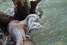 Fischotter (Flussbüro Erfurt)