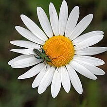 Wiesen-­Margerite (Leucanthemum vulgare)