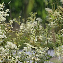 Mädesüß (Filipendula ulmaria)