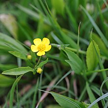 Brennender Hahnenfuß (Ranunculus flammula). In NRW im Bestand zurückgehend (Vorwarnliste NRW 2020)