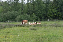 Rinderweide in der ehemaligen Tongrube am Brink.