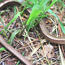 Blindschleiche (Anguis fragilis)