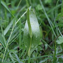 Natternzunge (Ophioglossum vulgatum). In NRW im Bestand gefährdet (Rote Liste NRW 2020)