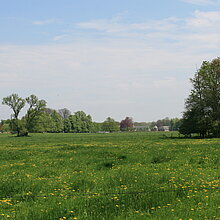 Südlich des Schlosses Nordkirchen können Sie einen ganz besonderen Grünlandtyp entdecken – eine extensiv bewirtschaftete Mähweide auf frischem bis feuchtem Boden. Die Vegetation wächst bis zum Sommer zu einer Wiese auf und wird im Juni gemäht. 