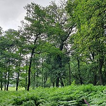 Im südlichen Bereich und im Nordwesten stocken Eichen- und Buchenwaldparzellen, die jedoch teilweise hallenartig, sehr licht sind, und kaum Jungwuchs aufweisen. 