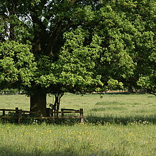 Die hier in Nordkirchen betriebene Mähweide wird im Sinne des Naturschutzes zudem extensiv bewirtschaftet. Das heißt, es wird auf Düngung verzichtet, die Wiese wird nicht vor Juni gemäht, und die Fläche wird danach mit weniger als zwei Tieren pro Hektar beweidet.