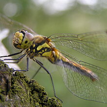 Schwarze Heidelibelle (Sympetrum danae)