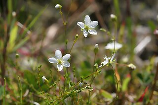 Knotiges Mastkraut (Sagina nodosa). In NRW im Bestand gefährdet (Rote Liste NRW 2020).