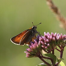Braunkolbiger Dickkopffalter