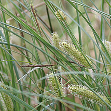 Schnabel-Segge (Carex rostrata)