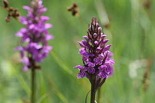 Geflecktes Knabenkraut (Dactylorhiza maculata). In NRW im Bestand gefährdet (Rote Liste NRW 2020)