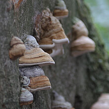 Zunderschwamm (Fomes fomentarius)