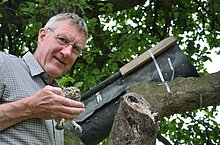 W. Rusch bei der Steinkauz-Bruterfolgskontrolle (M. Olthoff)