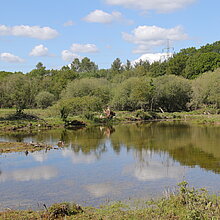 Flacher Teich mit Uferlandschaft