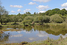 Flacher Teich mit Uferlandschaft