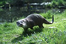 Fischotter (Flussbüro Erfurt)