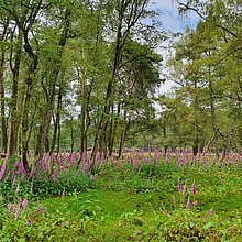 Durch die Überweidung werden Störzeiger im Halbschatten der lichten Waldränder gefördert, wie der Rote Fingerhut, den die PFerde verschmähen.