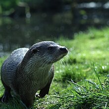 Fischotter (Flussbüro Erfurt)