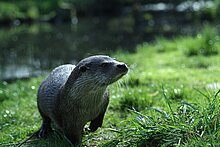 Fischotter (Flussbüro Erfurt)