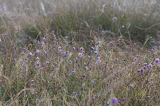 NSG Wildpferdebahn im Merfelder Bruch (Dülmen): Von August bis Anfang Oktober blüht der Teufelsabbiss (Succisa pratensis) auf der Lungenenzian‐Pfeifengraswiese. Wenn es auf den Altweibersommer zugeht, ist die Wiese mit zahlreichen Spinnennetzen überzogen.