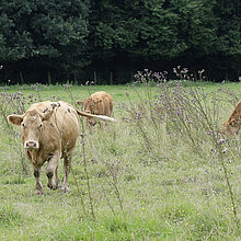Rinder auf der Weide.
