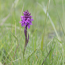 Blühende Dactylorhiza majalis auf der Wiese