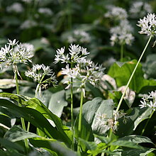 Der Bärlauch (Allium ursinum) gehört zu den Laucharten und überwintert als Zwiebel. Bärlauch gehört zu den sogenannten Kaltkeimern, d.h. die Samen müssen vor dem Keimen eine Frostperiode durchlebt haben.